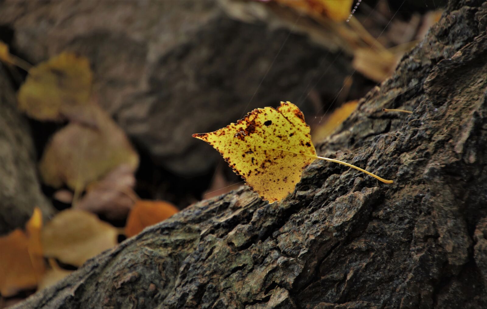 Canon EOS 80D sample photo. Autumn leaves, yellow leaf photography