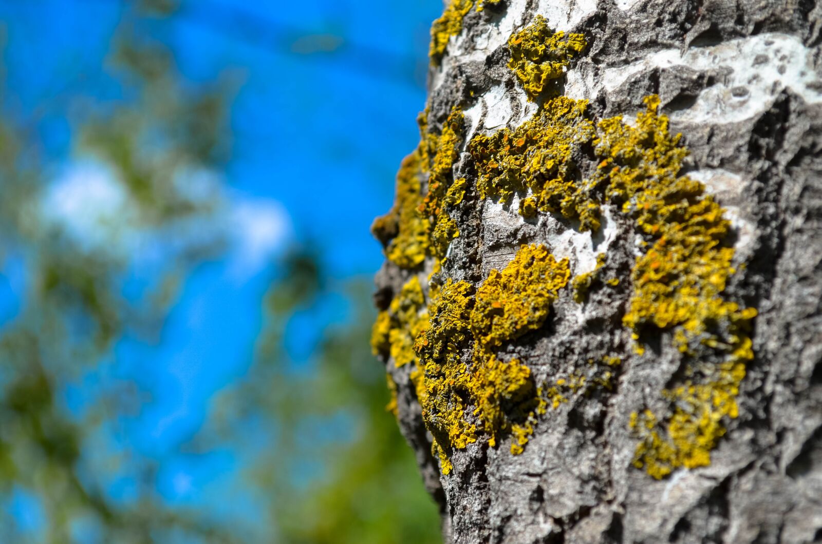 Nikon D5100 sample photo. Forest, tree, tree bark photography