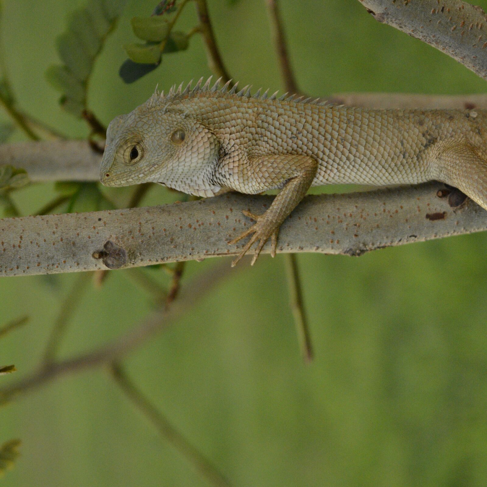 Nikon D5200 sample photo. Wildlife, reptile, lizard photography