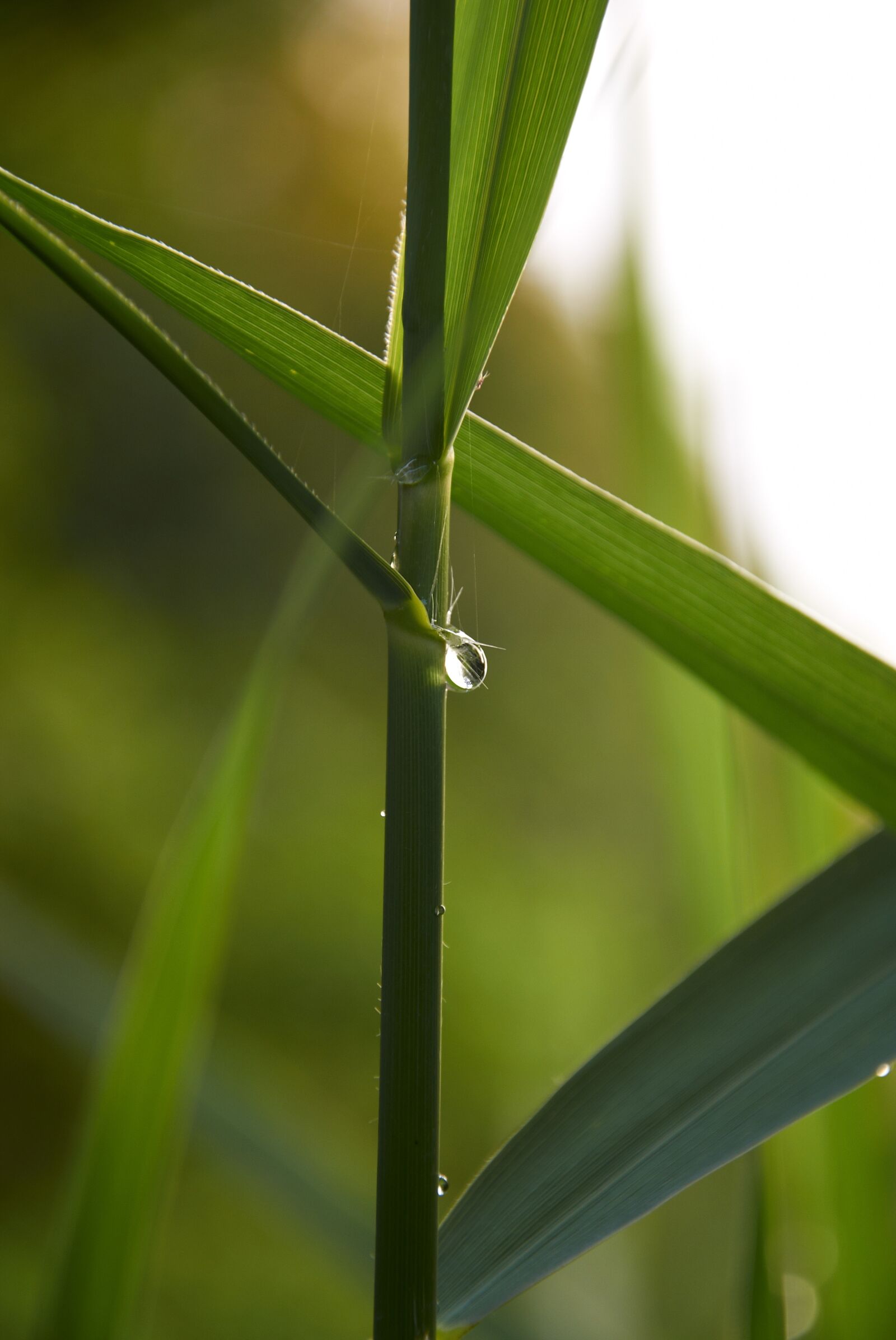 Nikon D90 sample photo. Drip, nature, blade of photography