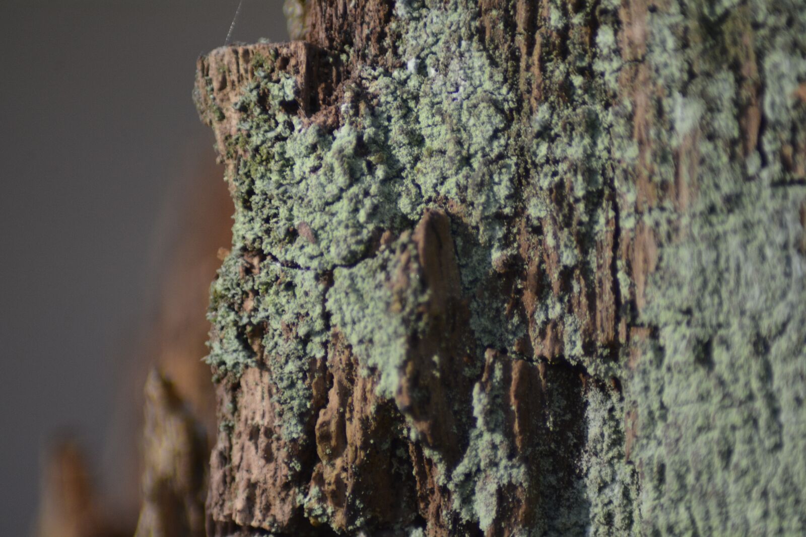 Nikon D7100 sample photo. Tree, bark, nature photography