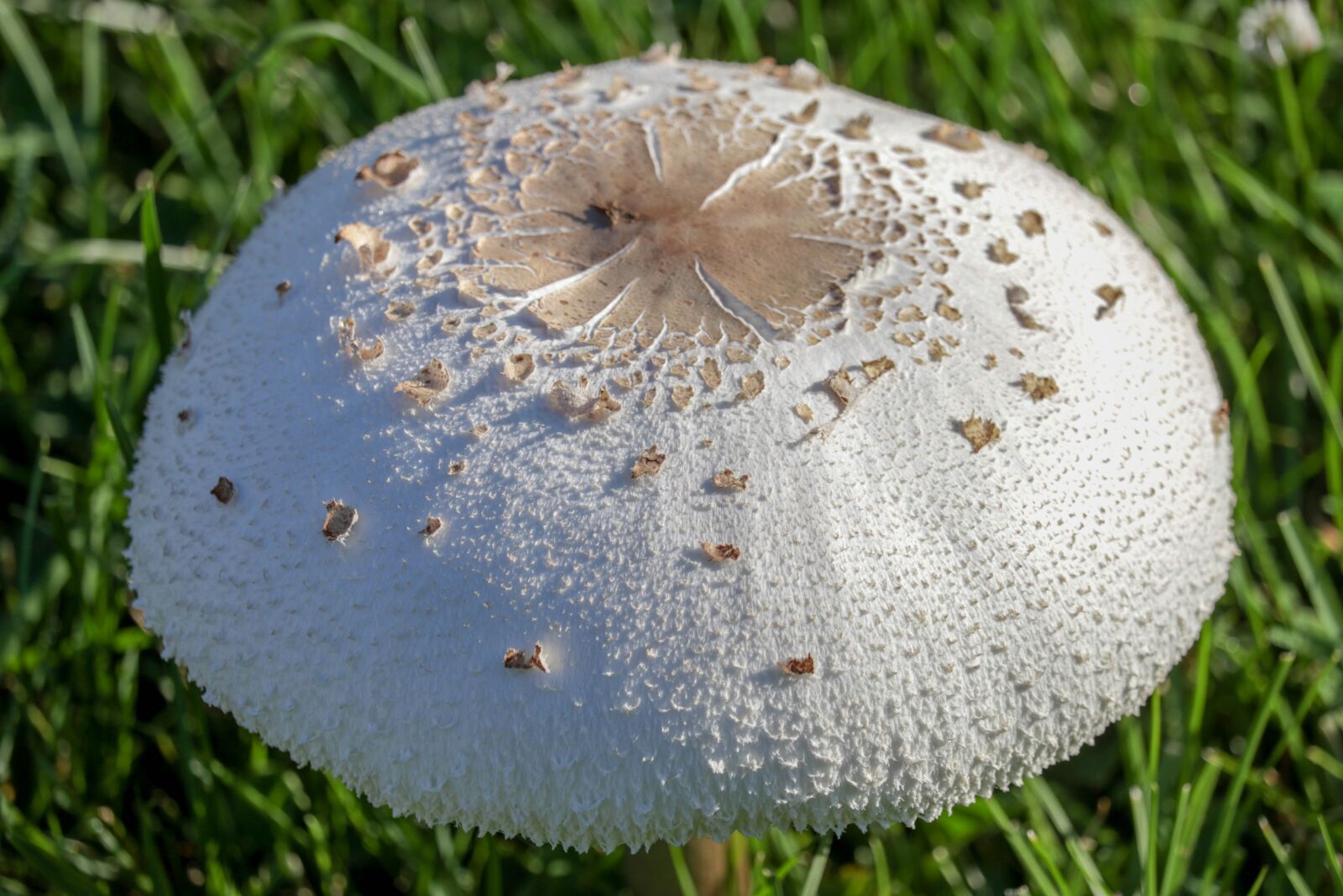Canon EF-S 55-250mm F4-5.6 IS STM sample photo. Mushroom, grass, fungus photography