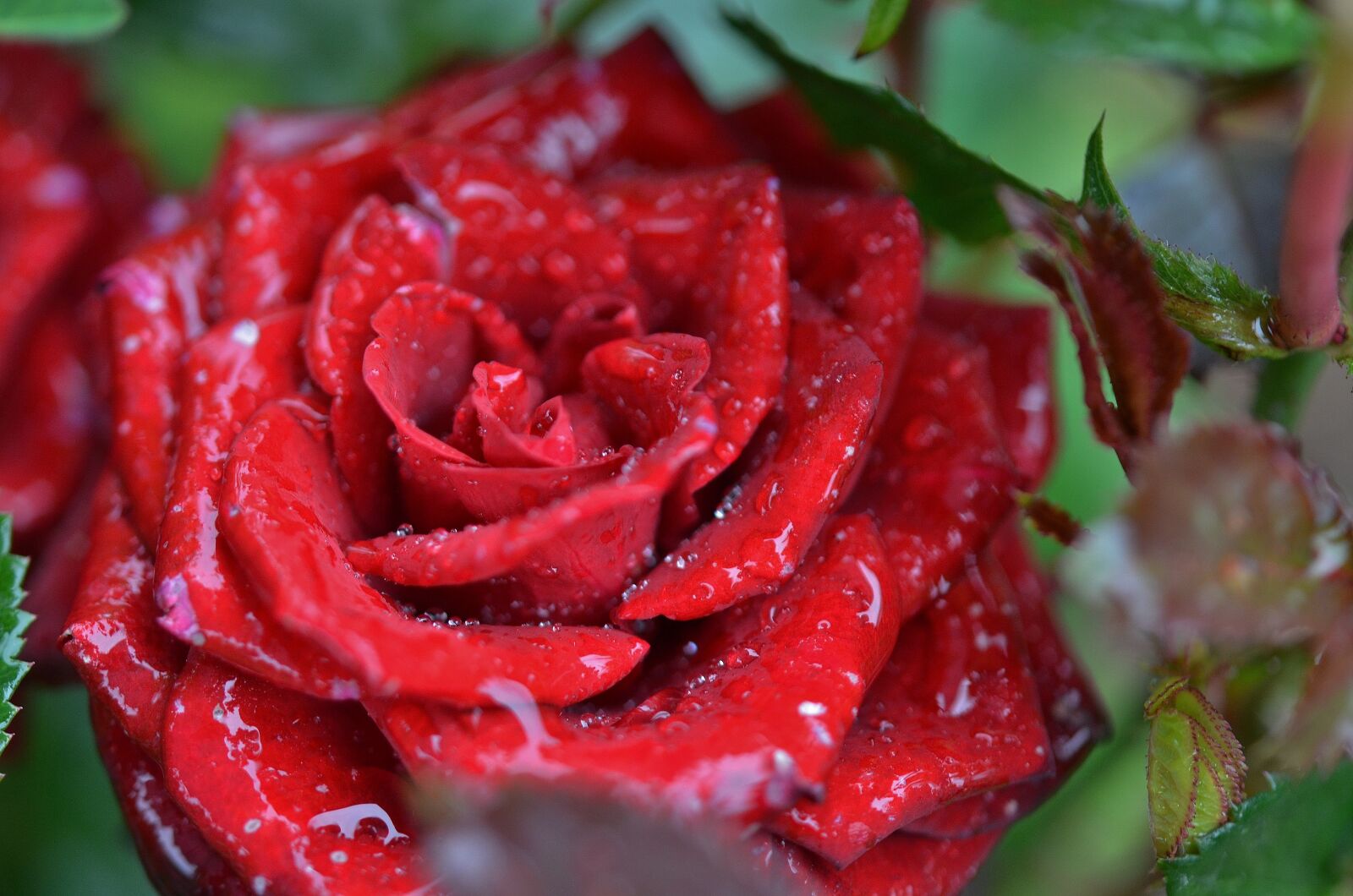 Nikon D7000 sample photo. Rose, flower, natur photography