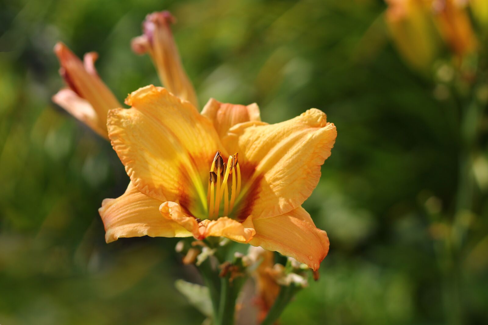 Canon EOS 1100D (EOS Rebel T3 / EOS Kiss X50) + Canon EF 50mm F1.8 II sample photo. Flower, no one, nature photography