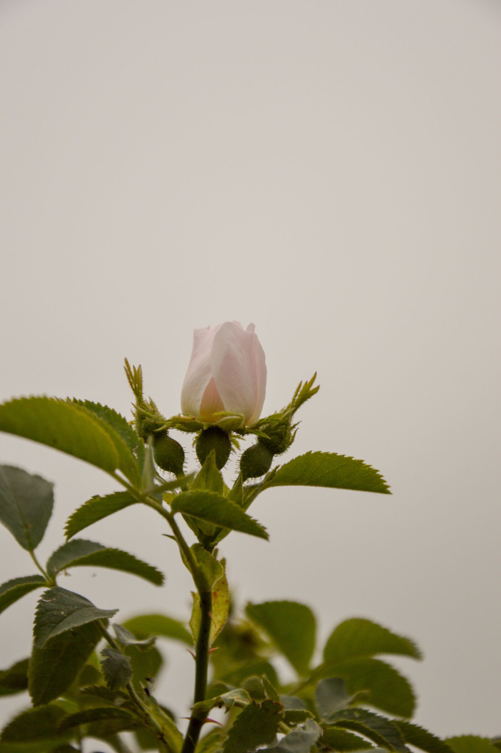 Nikon D3200 sample photo. Rose, bud, the background photography