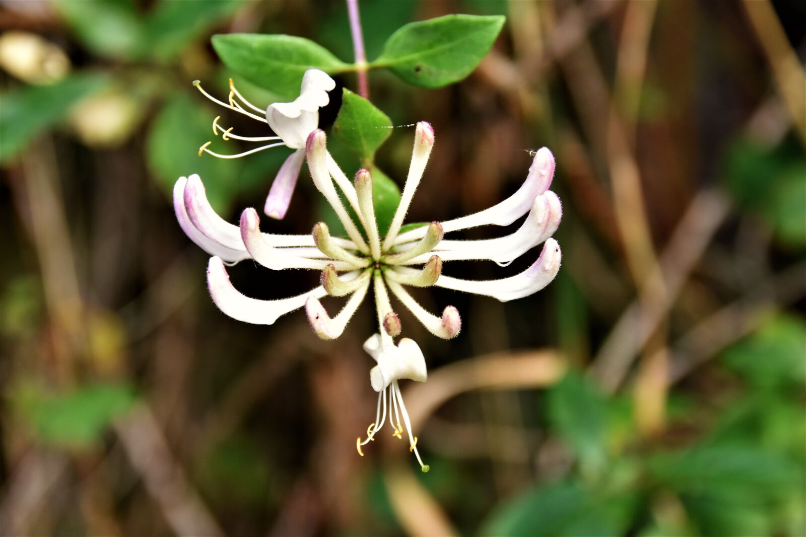 Nikon D3400 sample photo. Flowers, petal, petals photography