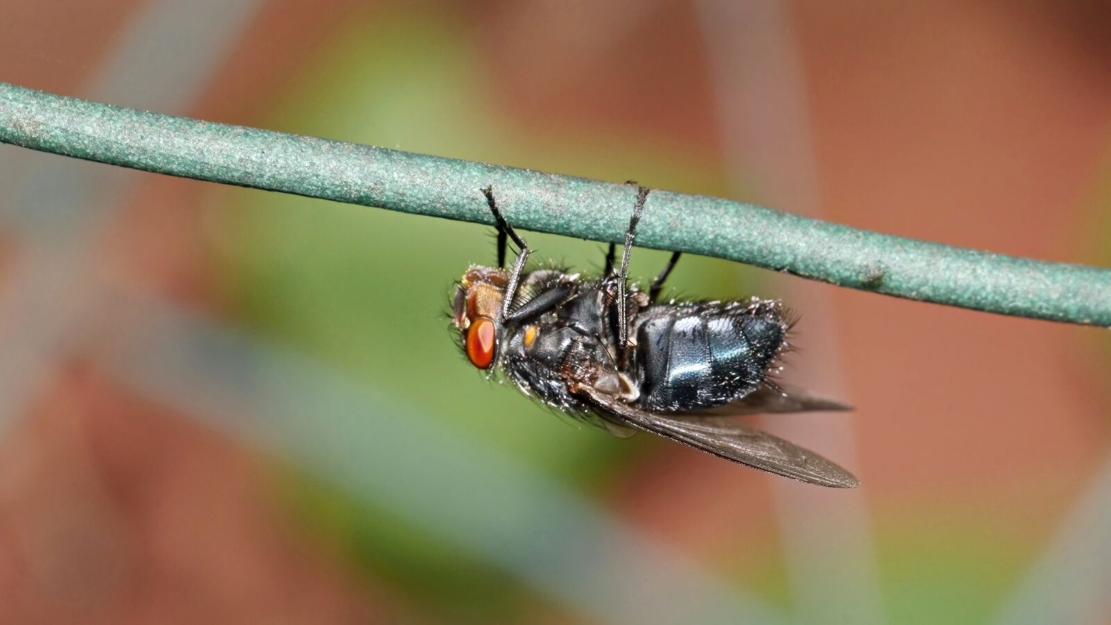 Nikon D5300 sample photo. Fly, going, rasturnată photography