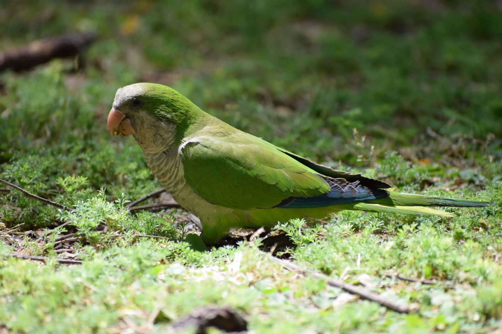 Nikon D3300 sample photo. Monk parakeet, parakeet, parrot photography