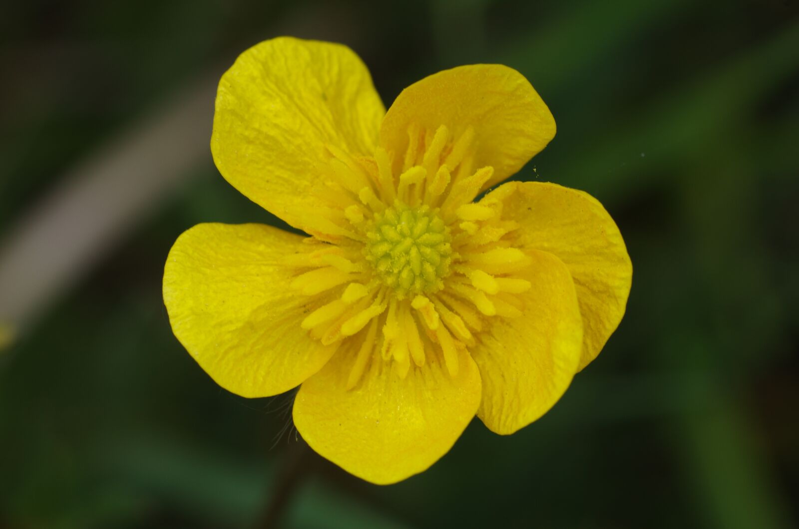 Pentax K-5 sample photo. Buttercup, yellow, flower photography