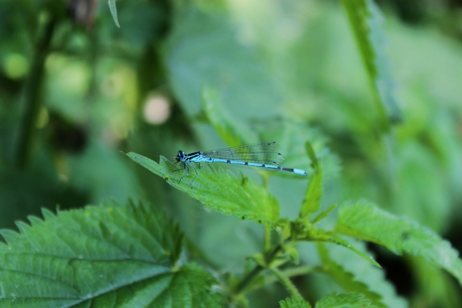 Canon EOS 1300D (EOS Rebel T6 / EOS Kiss X80) sample photo. Stinging nettle, herbs, herbal photography