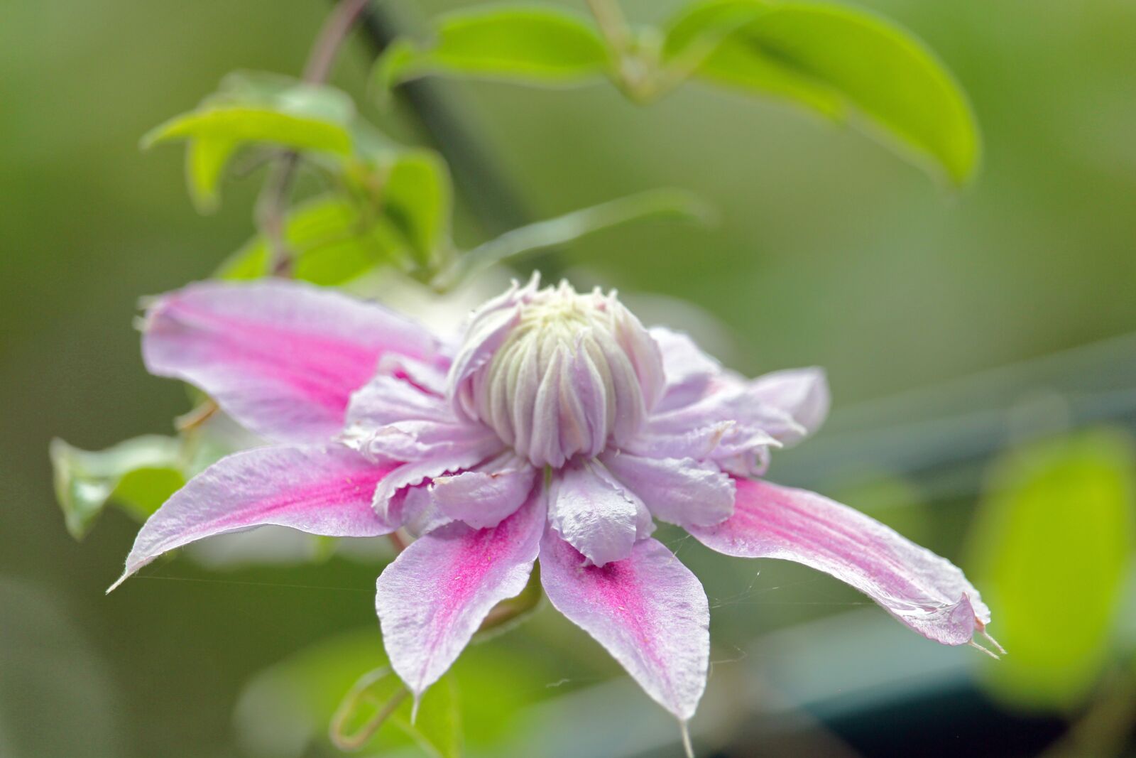 Canon EF-S 55-250mm F4-5.6 IS STM sample photo. Clematis, clematis plant, garden photography