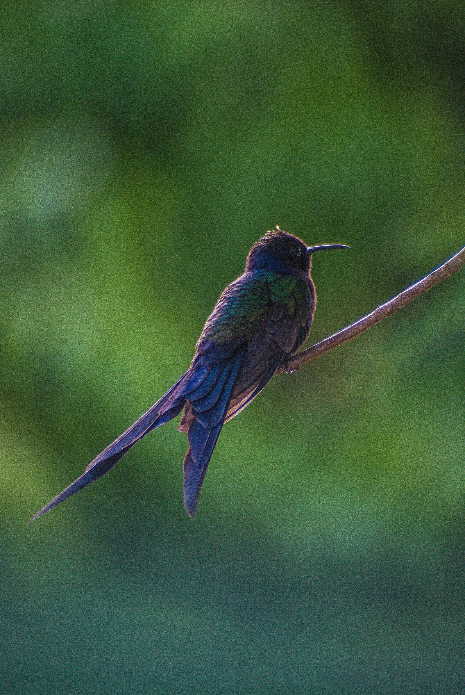 Sony Alpha DSLR-A330 sample photo