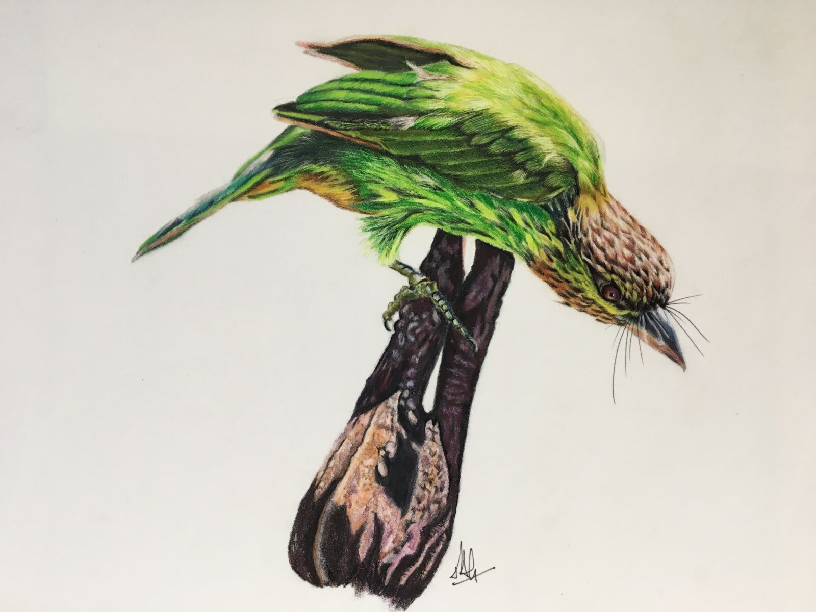 Apple iPhone 6s sample photo. Bird, green, feather photography