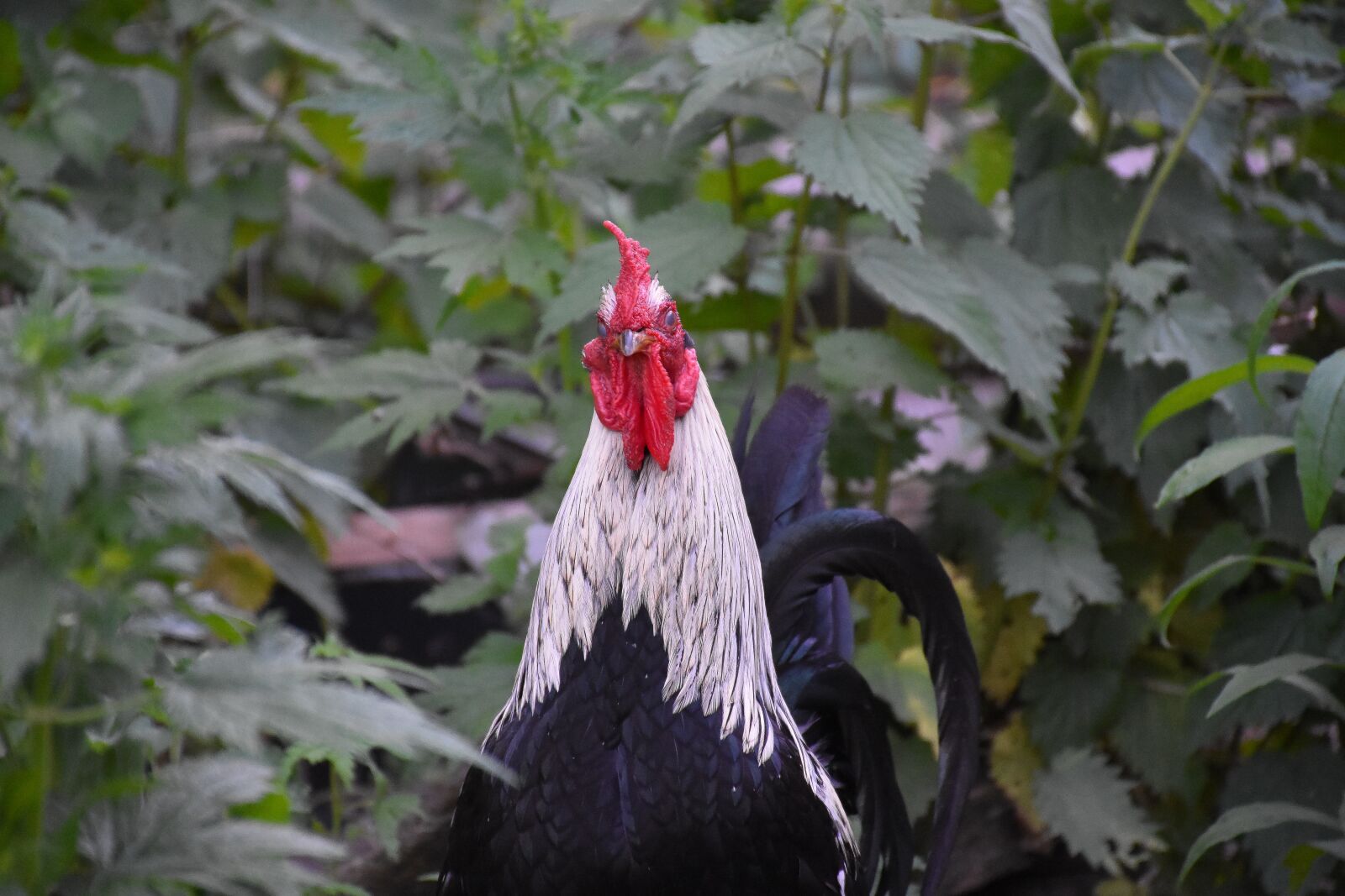 Nikon D7200 sample photo. Nature, outdoors, bird photography