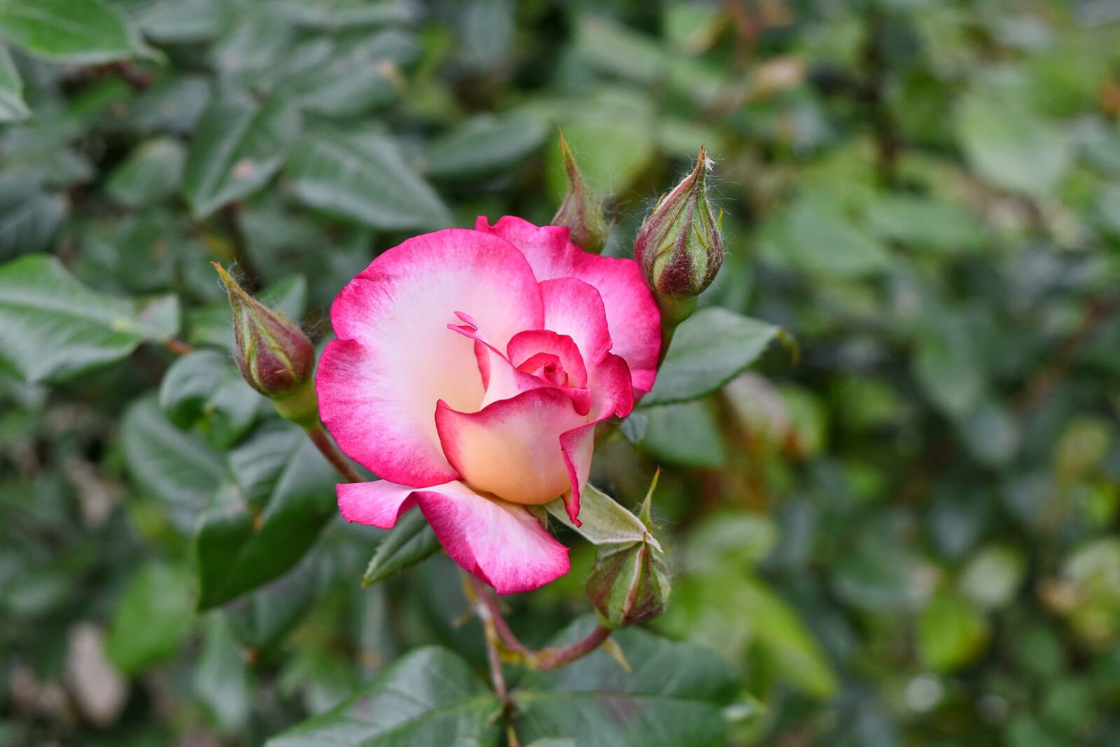 Nikon D5500 sample photo. Beautiful flowers, flower bud photography
