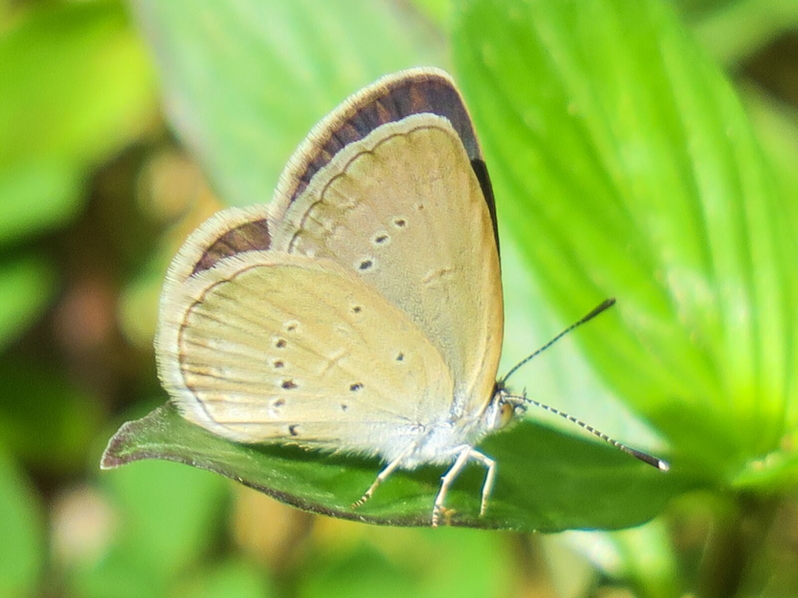 Canon PowerShot G3 X sample photo. Butterfly, nature, insect photography