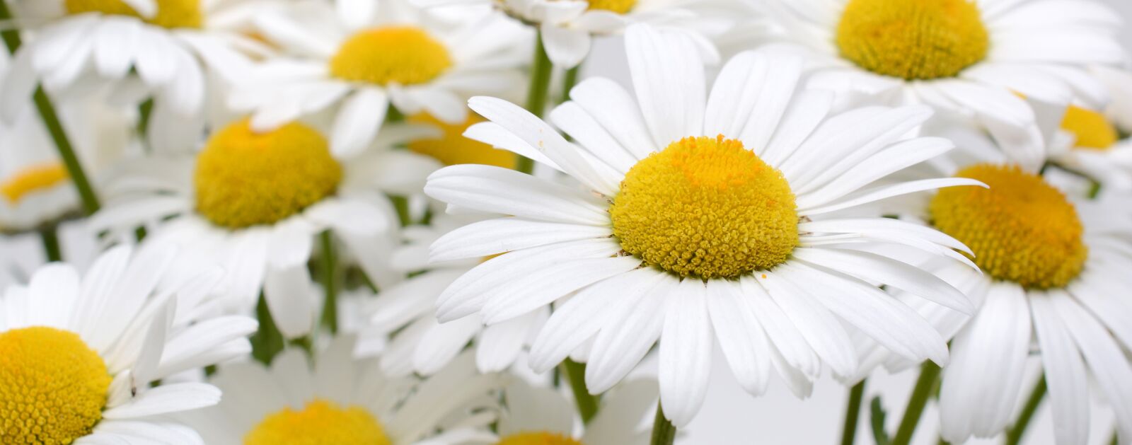 Nikon D7100 sample photo. Margarite, blossom, bloom photography