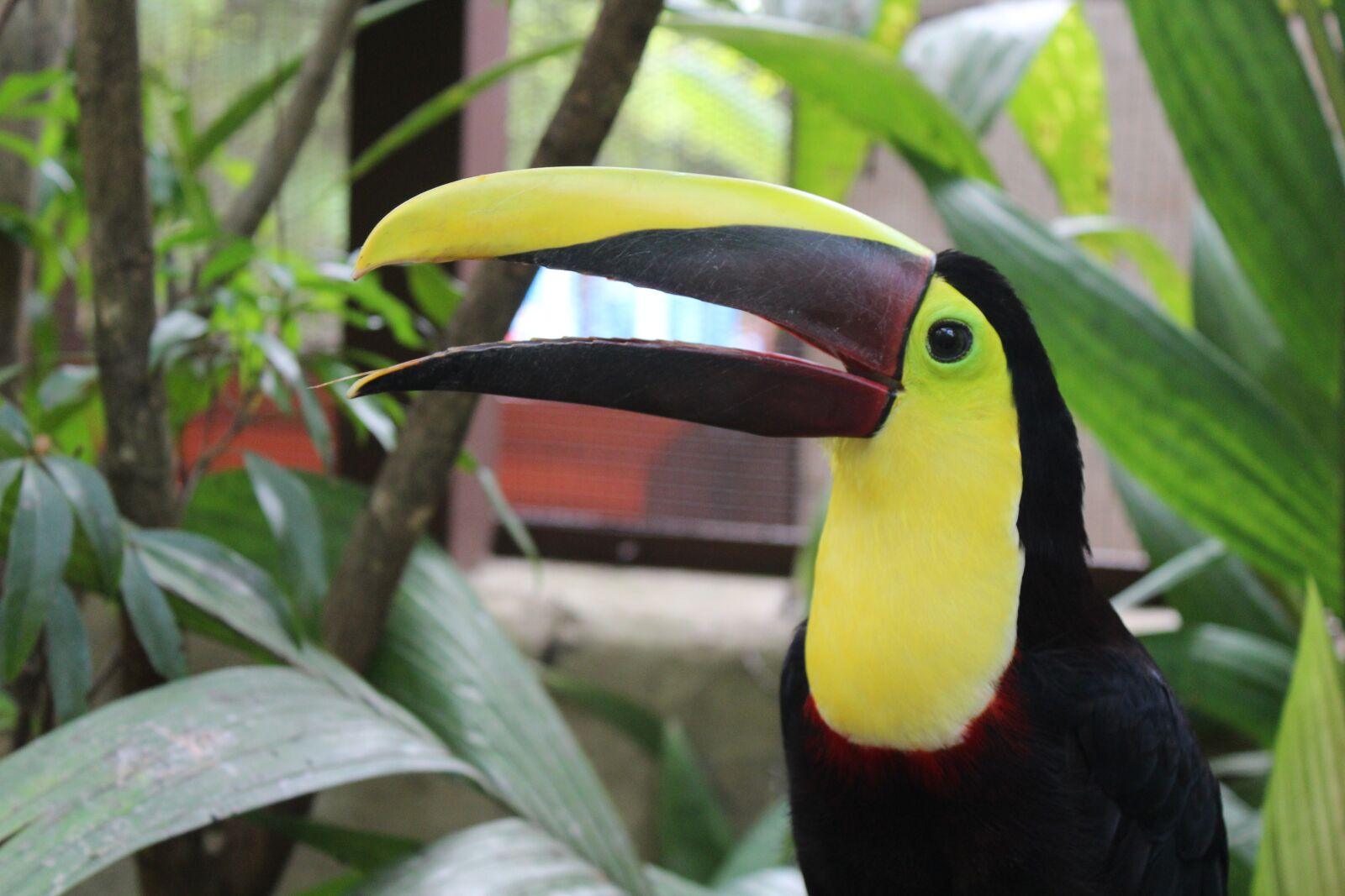 Canon EOS 1200D (EOS Rebel T5 / EOS Kiss X70 / EOS Hi) sample photo. Bird, nature, toucan photography