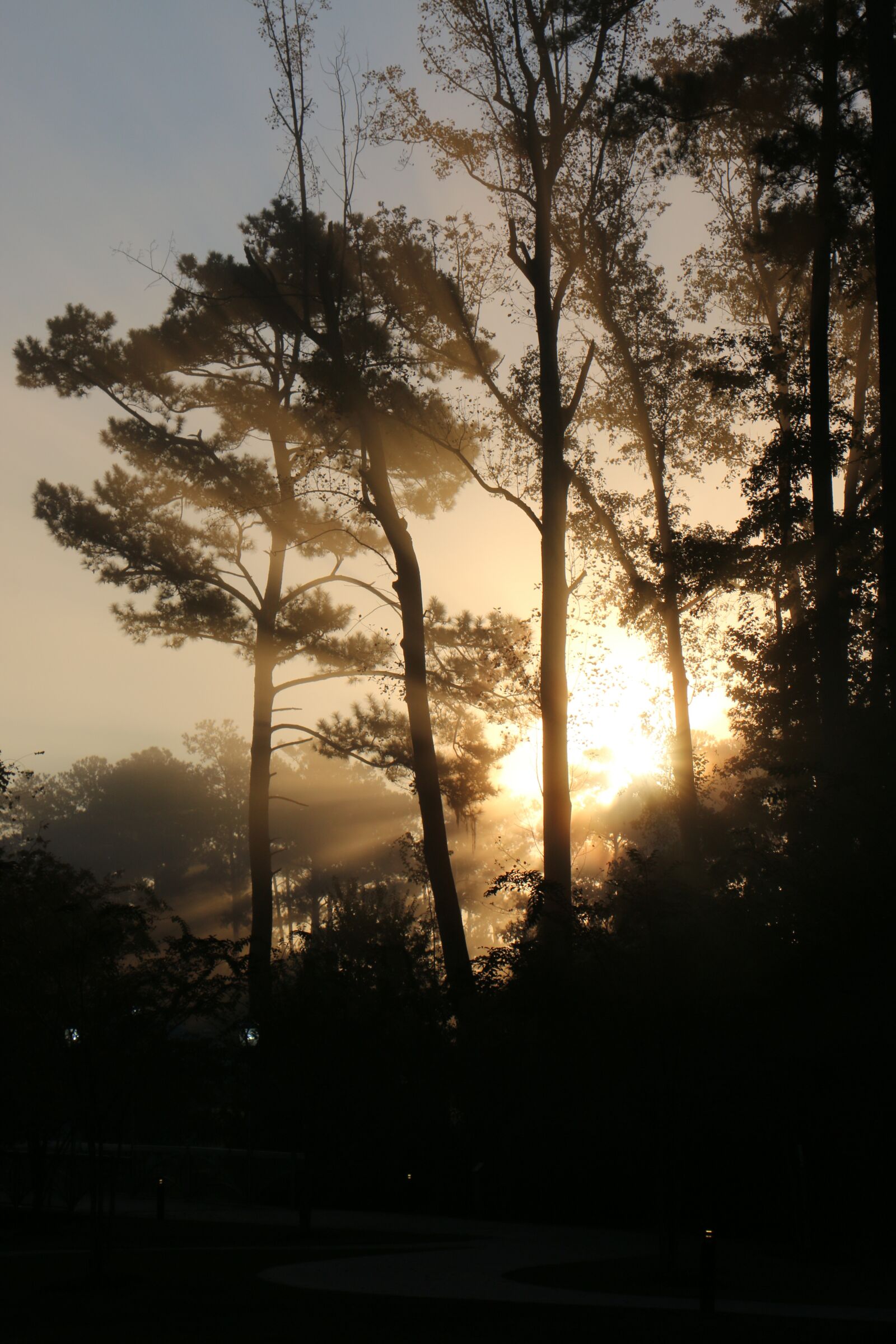 Canon EOS 70D + Canon EF-S 18-135mm F3.5-5.6 IS STM sample photo. Fog, sunrise, trees photography