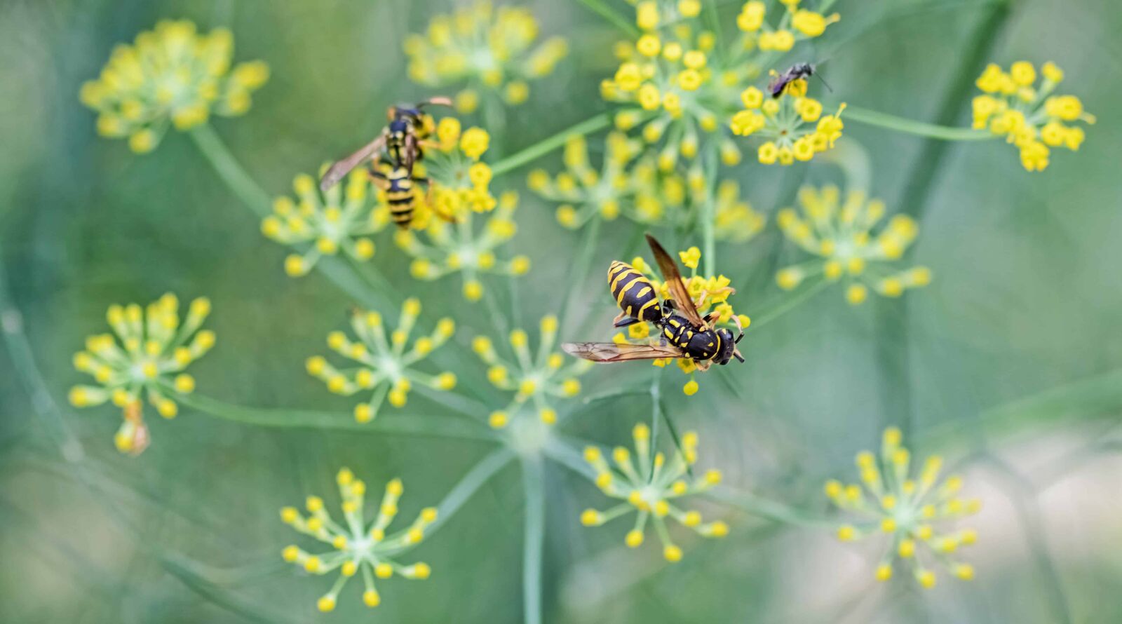 Nikon D500 sample photo. Wasp, flower, nature, insect photography