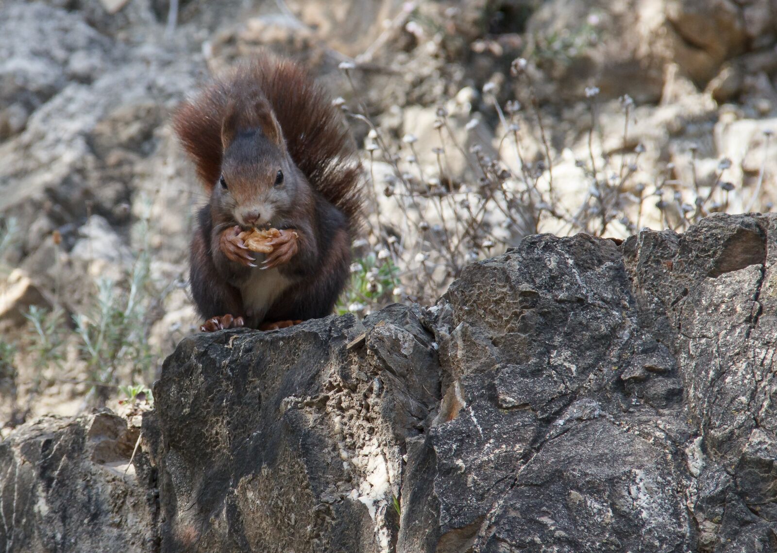 Canon EF-S 18-135mm F3.5-5.6 IS sample photo. Squirrel, malaga, andalusia photography