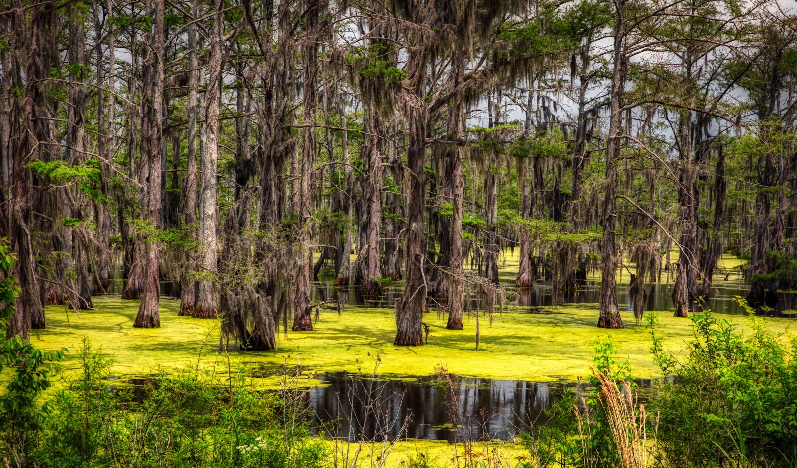 Canon EOS 5D Mark IV sample photo. Mississippi, swamp, marsh photography