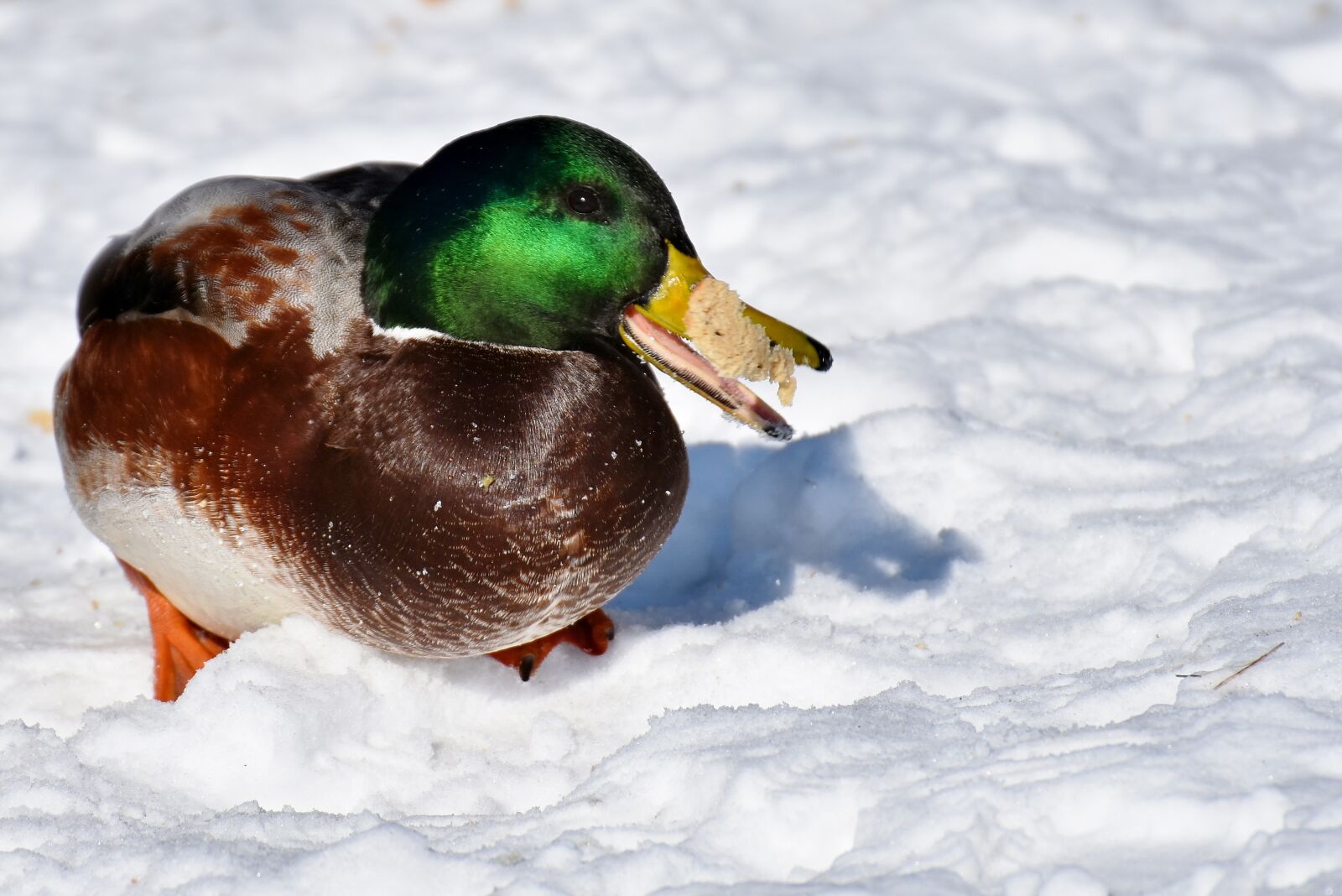 Nikon D7200 sample photo. Mallard, males, bread photography