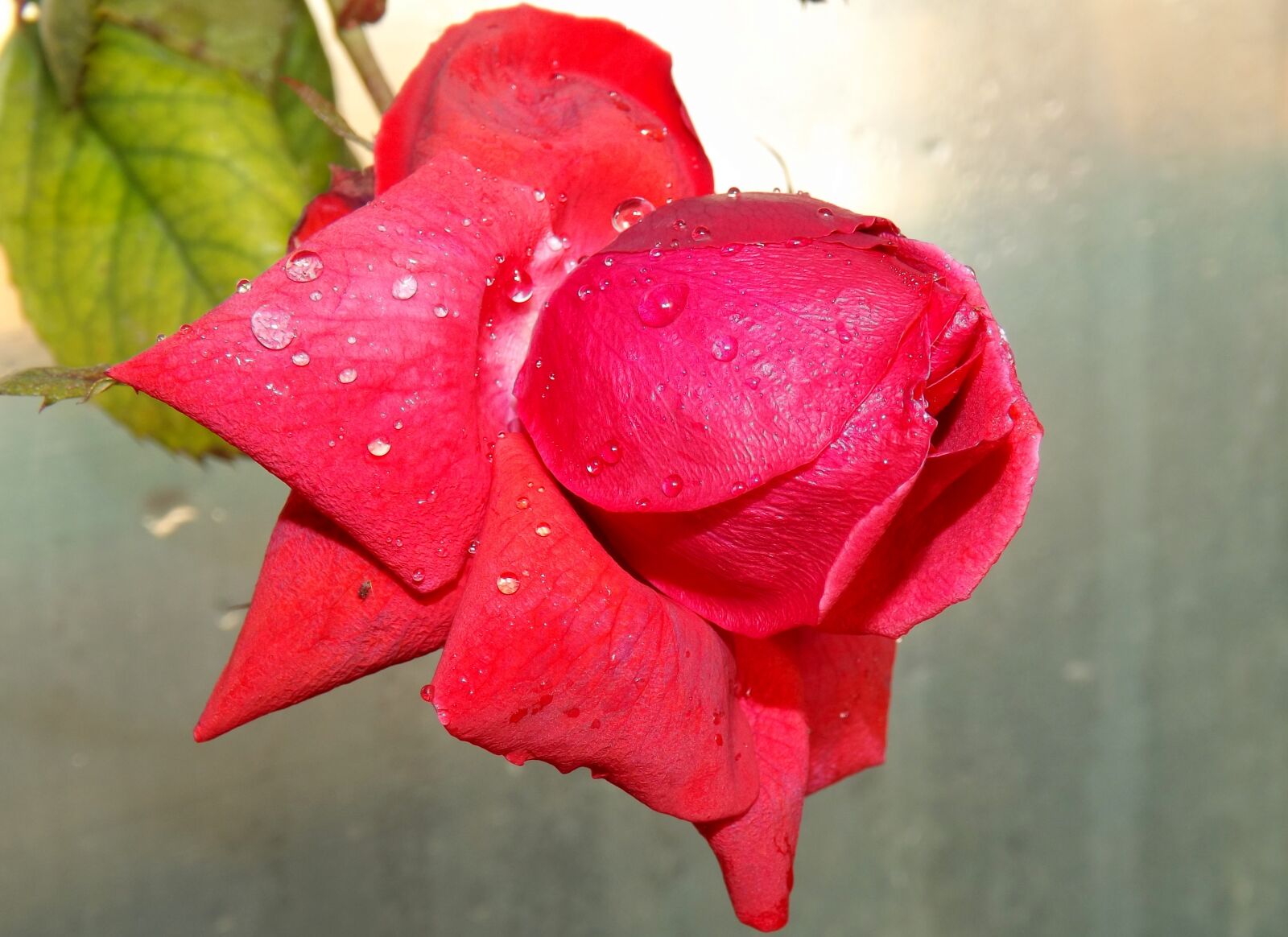 Fujifilm FinePix S4500 sample photo. Rose, red, dew photography