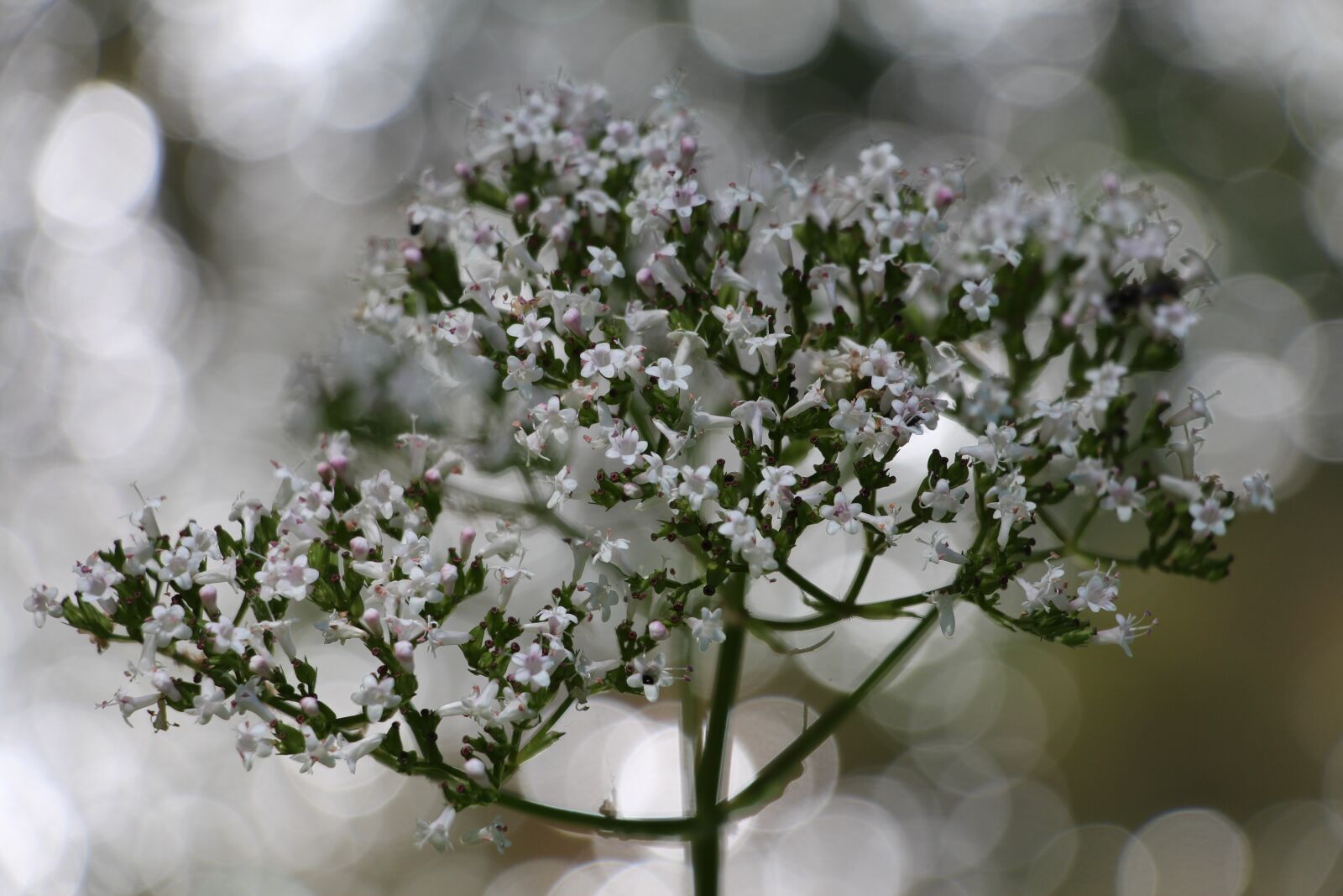 Canon EOS 700D (EOS Rebel T5i / EOS Kiss X7i) sample photo. Flower, fleurs des champs photography