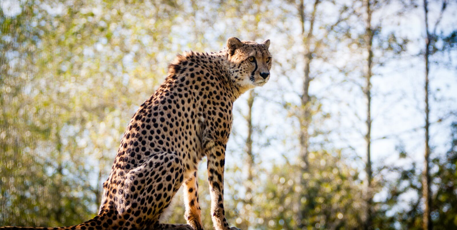 Canon EF 70-200mm F2.8L IS USM sample photo. Gepard, animal, big cat photography