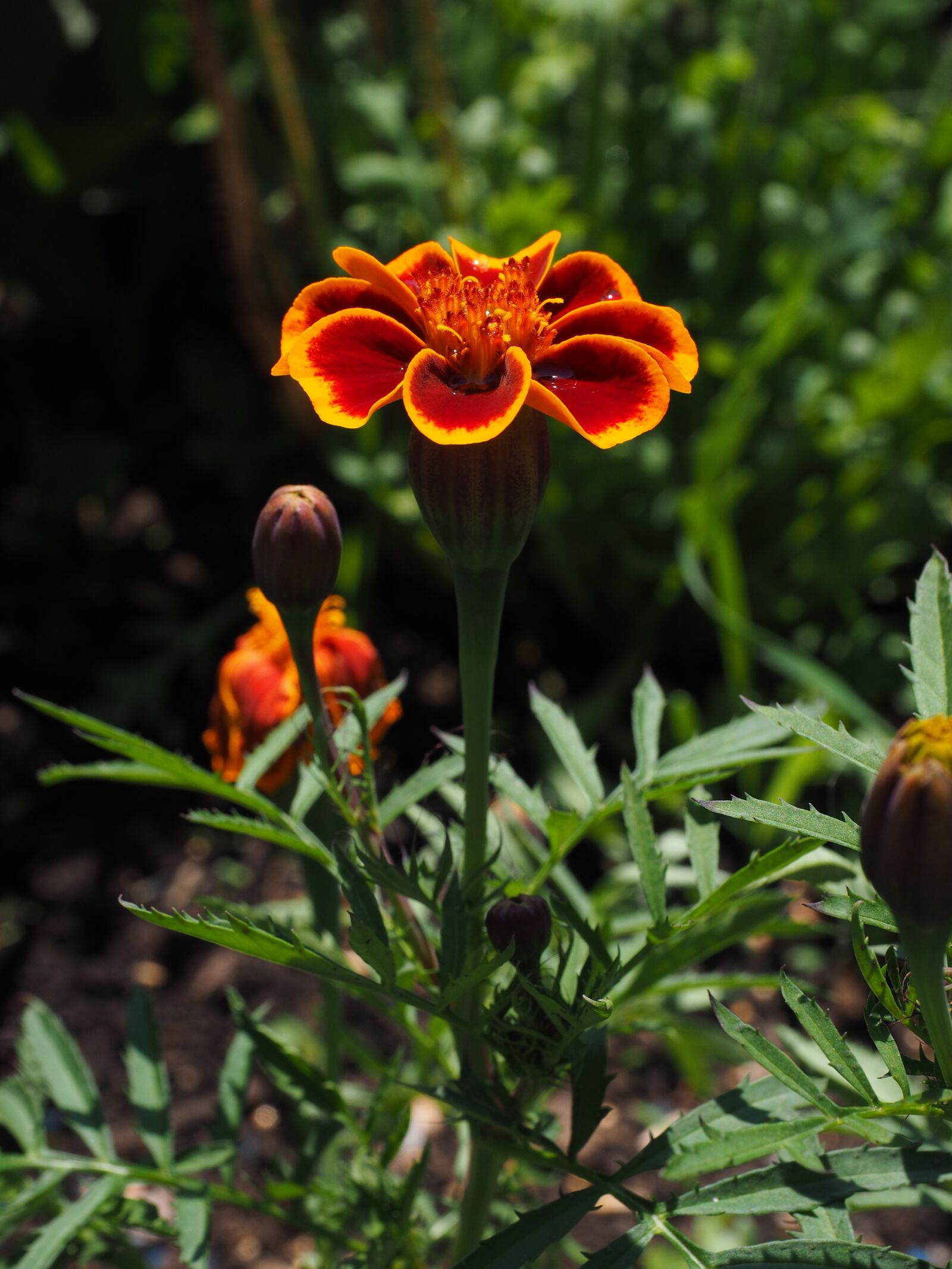 Olympus OM-D E-M1 + Olympus M.Zuiko Digital ED 12-40mm F2.8 Pro sample photo. Marigold, blossom, bloom photography