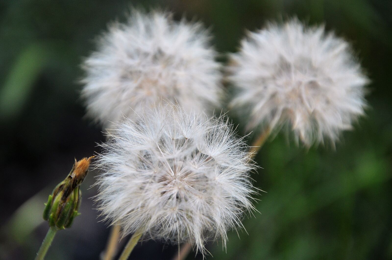 Nikon D90 sample photo. Nature, flower, white photography