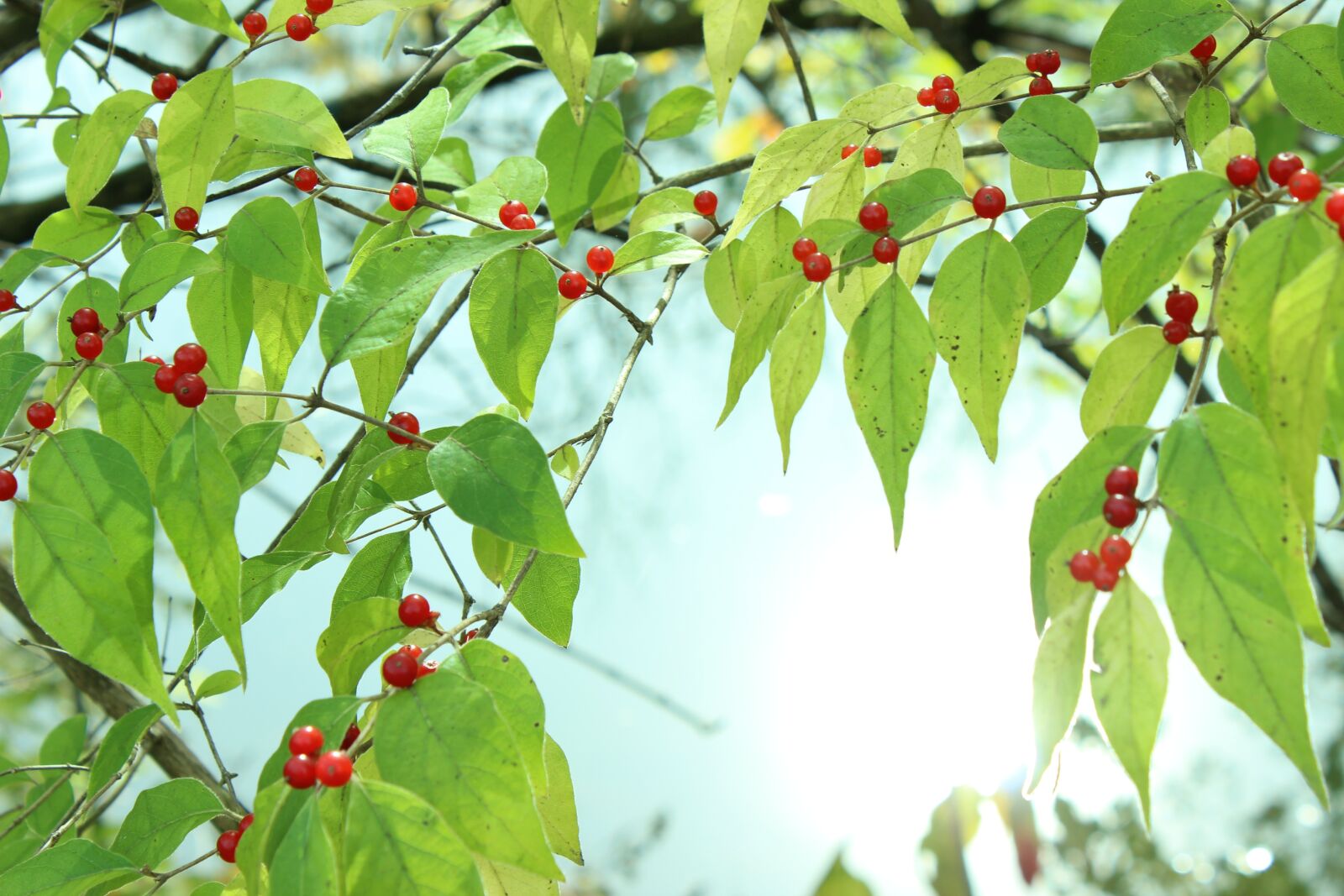 Canon EOS 600D (Rebel EOS T3i / EOS Kiss X5) sample photo. Berries, water, reflection photography