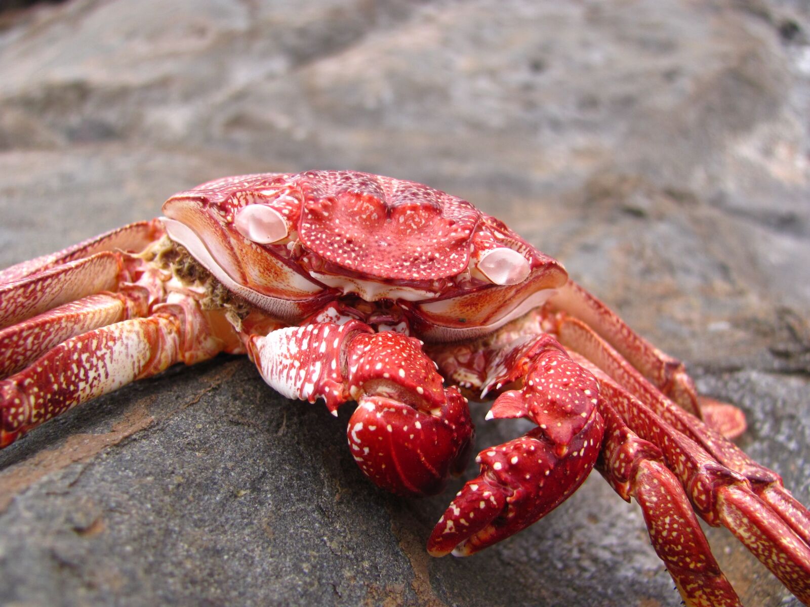 Canon PowerShot SX120 IS sample photo. Crab, sea, empty photography