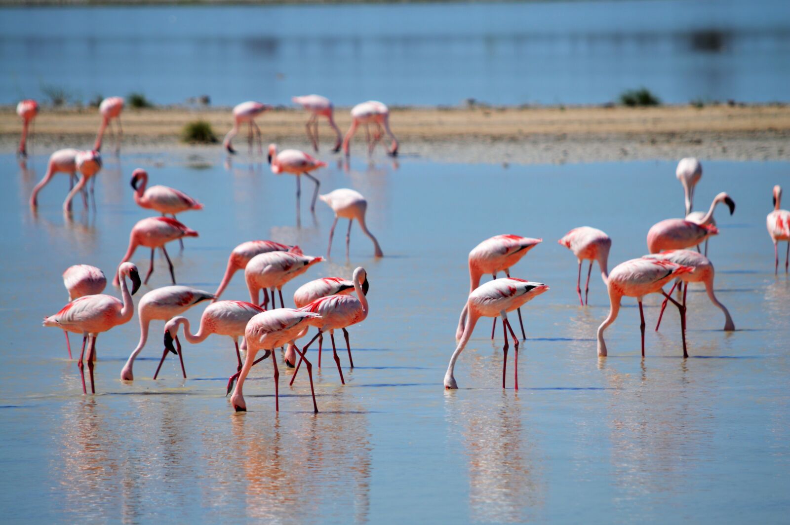 Nikon D3200 sample photo. Flamingos, flamingos in the photography