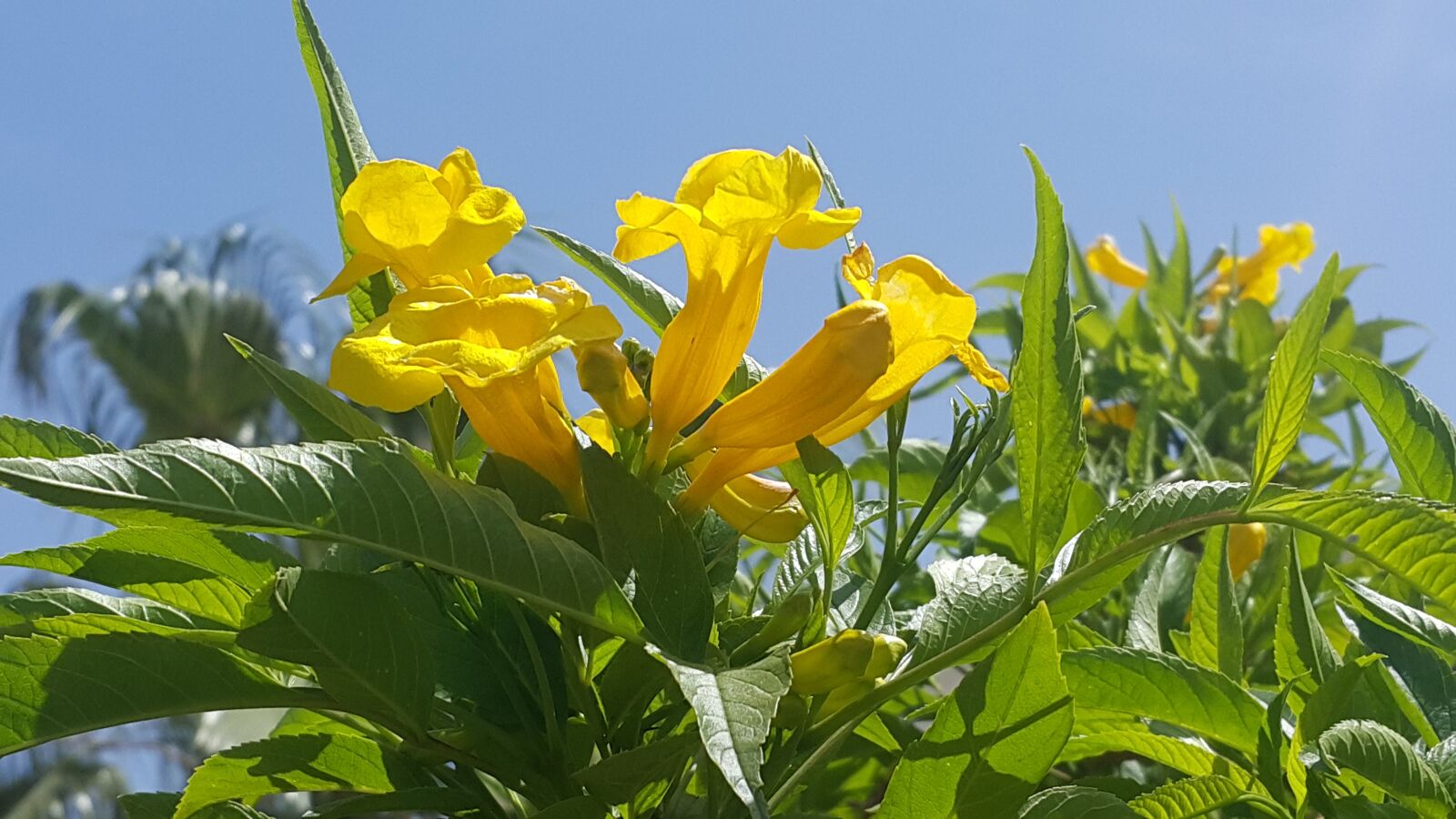 Samsung Galaxy Note4 sample photo. Flowers, plants, yellow photography