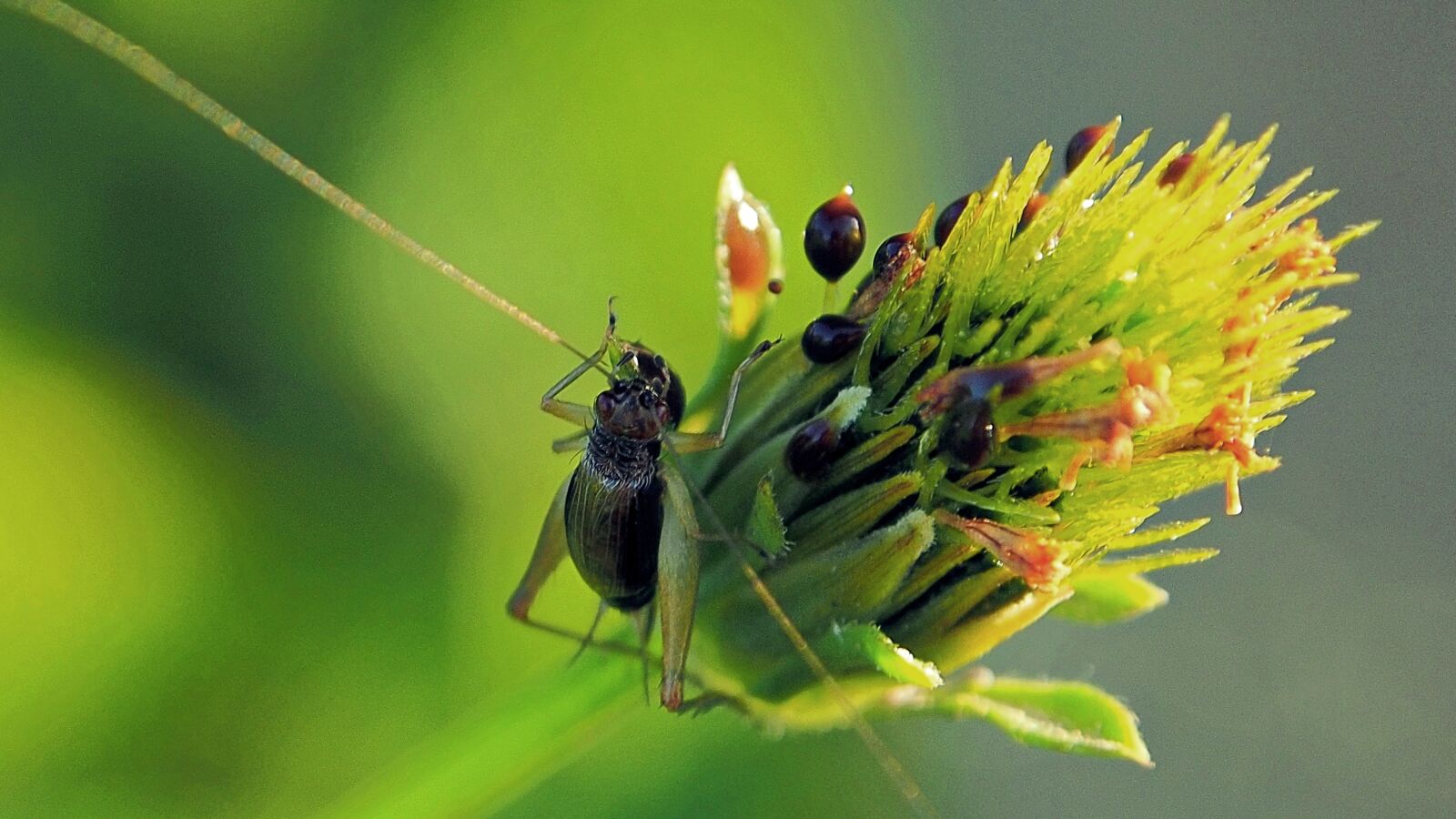 Olympus OM-D E-M5 sample photo. Nature, insect, closeup photography