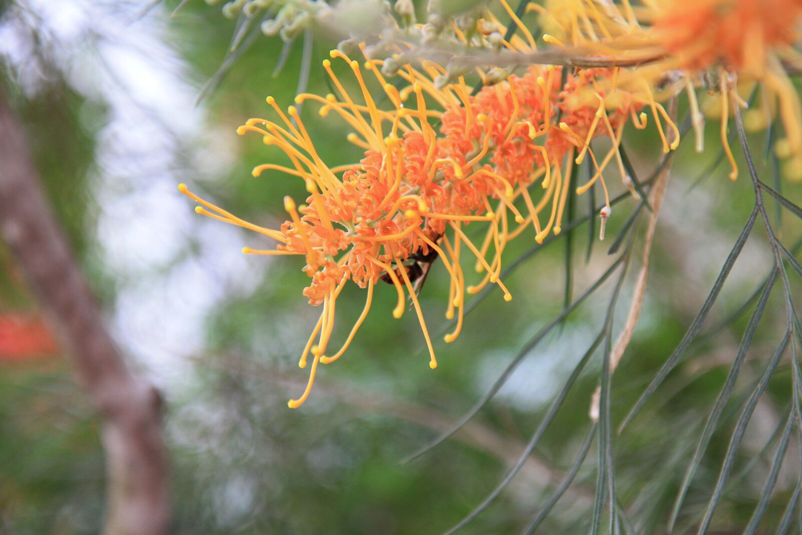 Canon EOS 7D sample photo. Nature, sky, sun photography