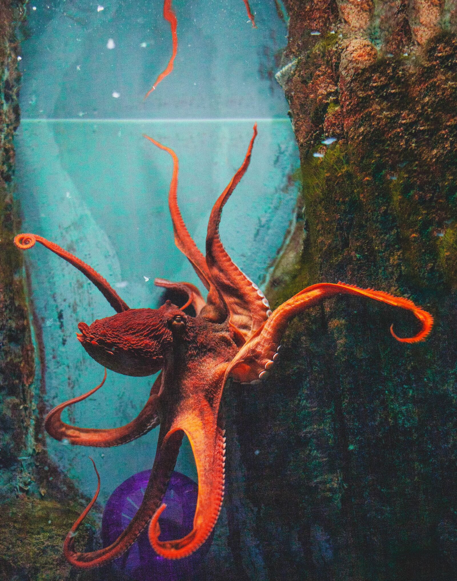 Canon EOS 5D Mark II sample photo. Octopus, aquarium, underwater photography