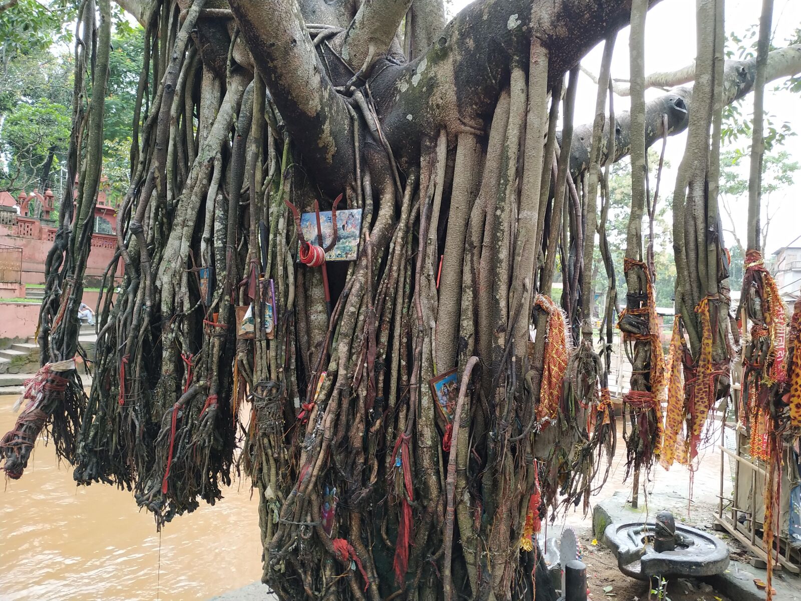 Xiaomi Redmi Note 6 Pro sample photo. Tree, morning time, nature photography