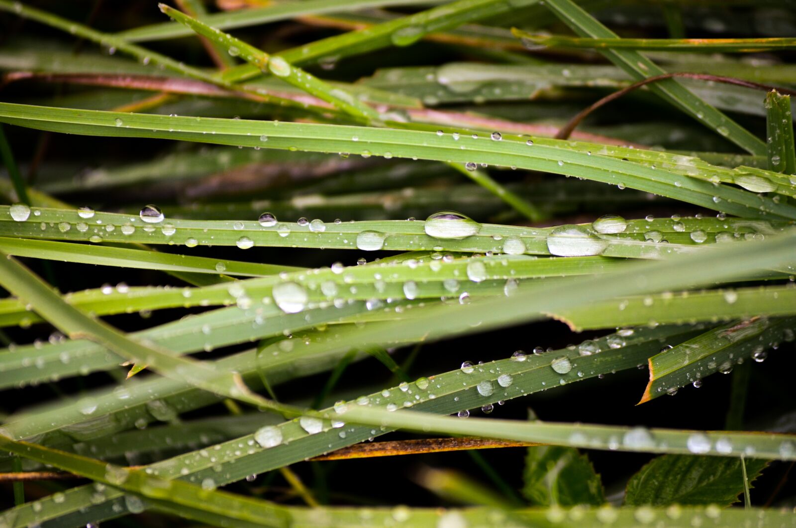 Nikon D5100 sample photo. Grass, rain, green photography