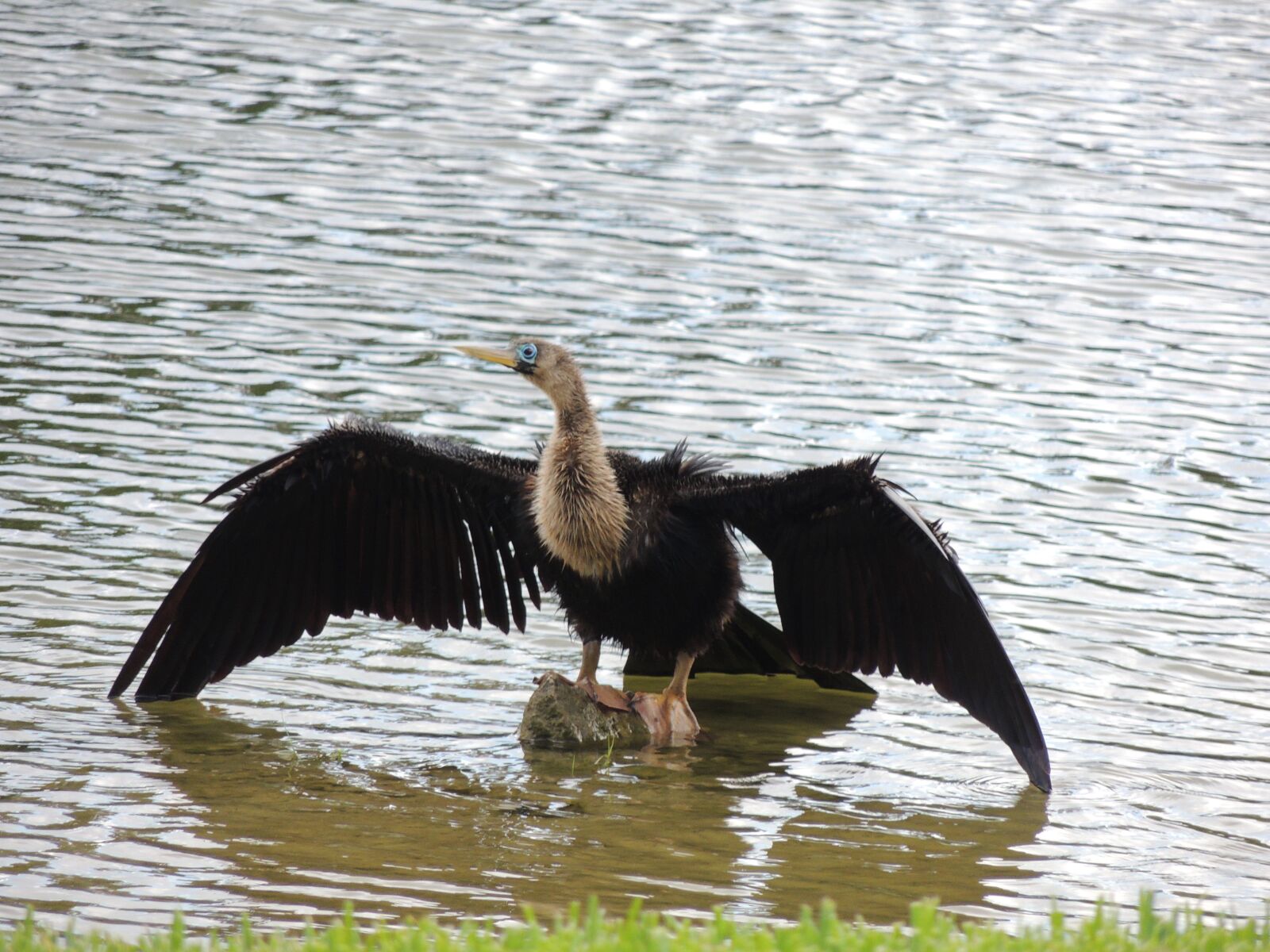 Nikon Coolpix P510 sample photo. Bird, feathers, lake photography
