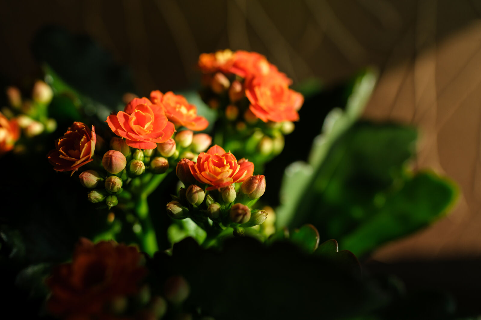 Fujifilm X-H2S sample photo. Flower at the morning photography