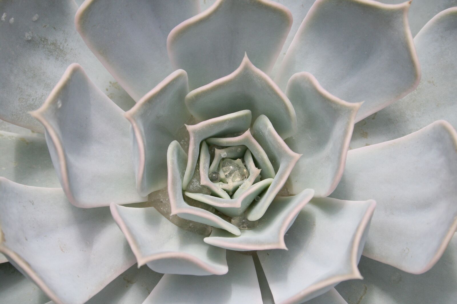 Canon EOS 350D (EOS Digital Rebel XT / EOS Kiss Digital N) sample photo. Cactus, tropical, tropics photography