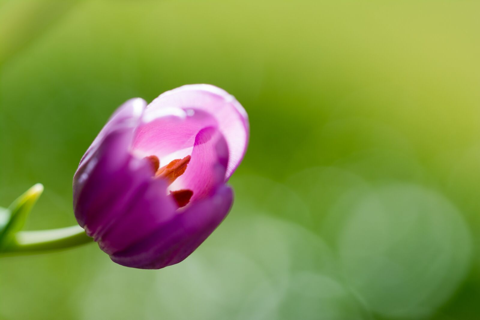 Nikon D5200 sample photo. Spring, flowers, nature photography