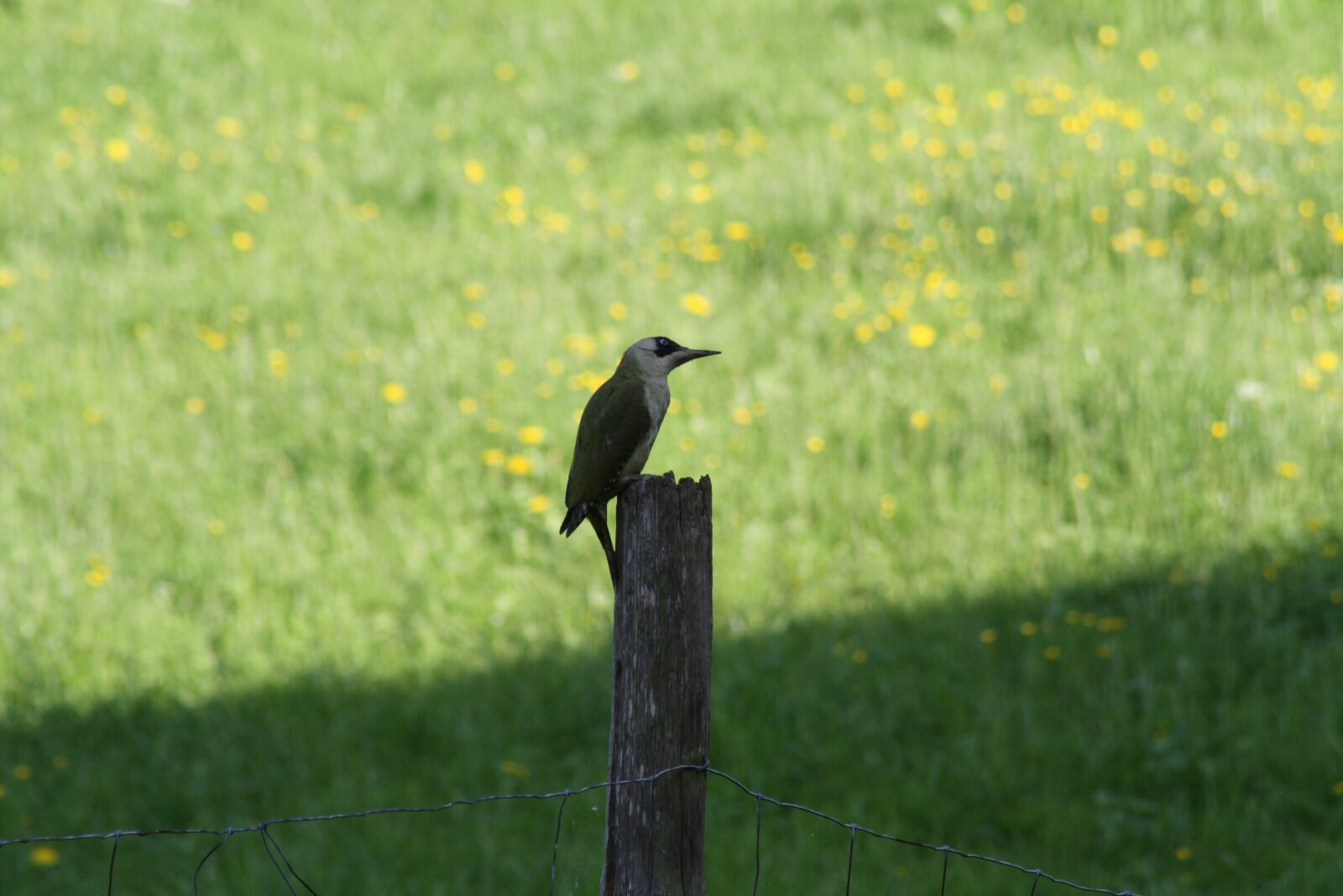 Canon EOS 1000D (EOS Digital Rebel XS / EOS Kiss F) sample photo. Gruensprecht, post, meadow photography