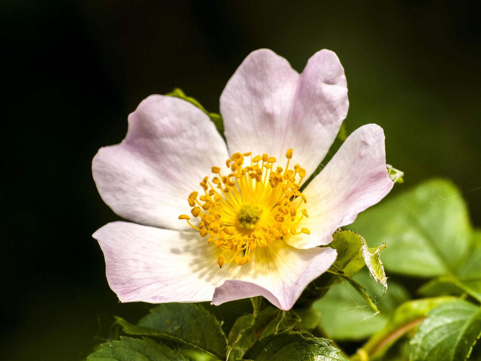 Olympus E-3 sample photo. Wild rose, flower, blossom photography