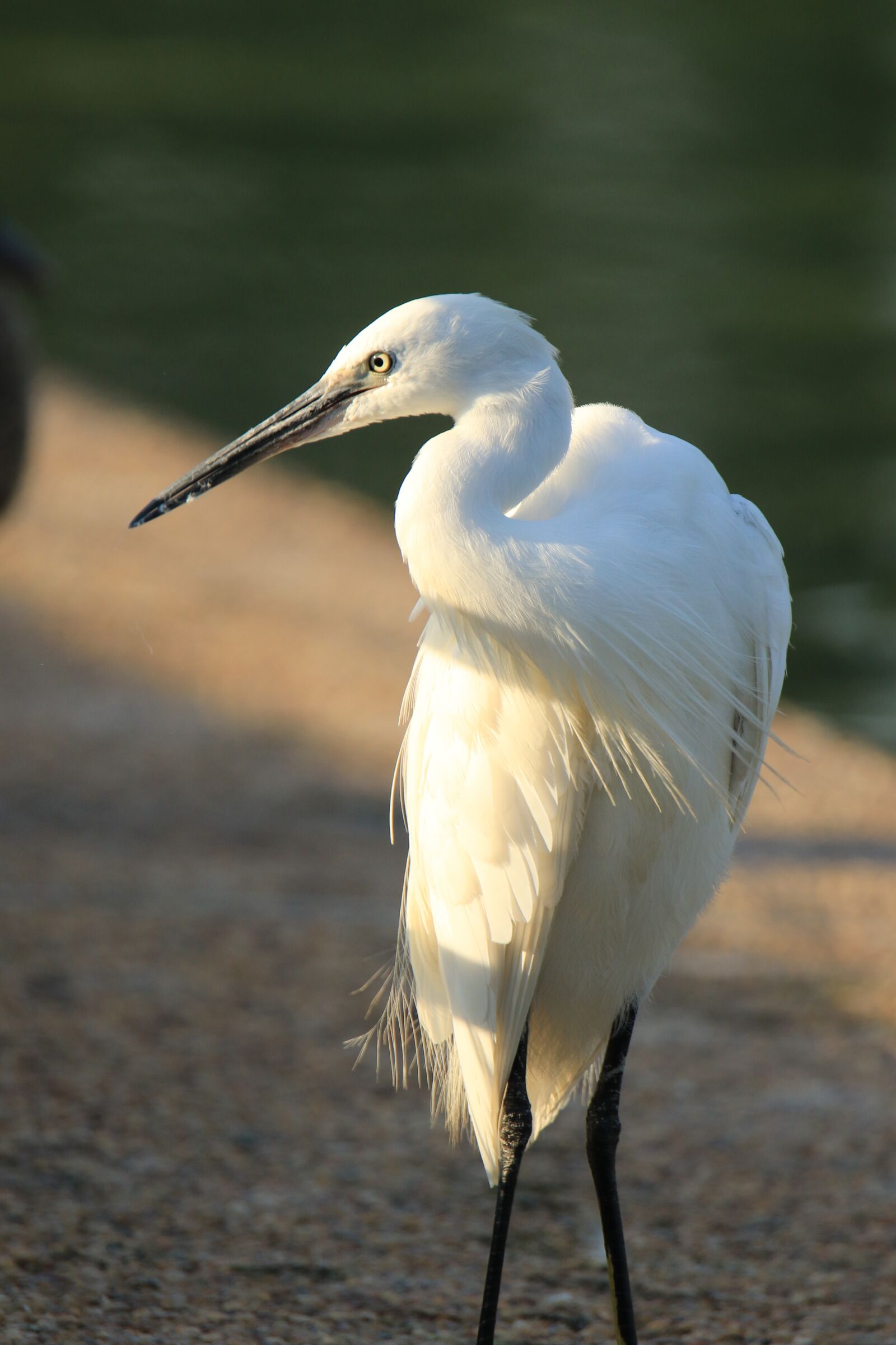 Canon EOS 7D Mark II sample photo. Bird, little egret, white photography