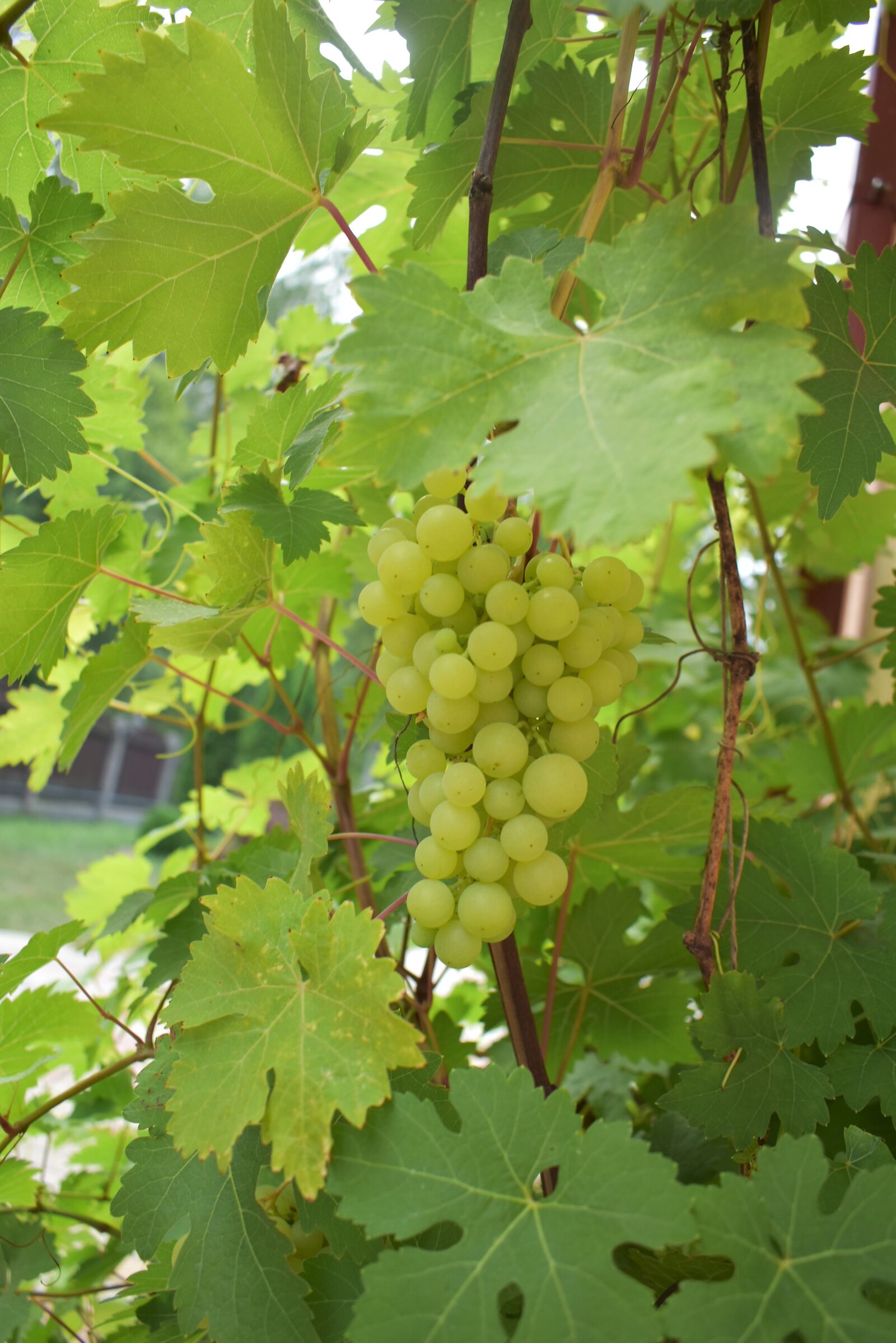 Nikon D5600 sample photo. Nature, grapes, green photography