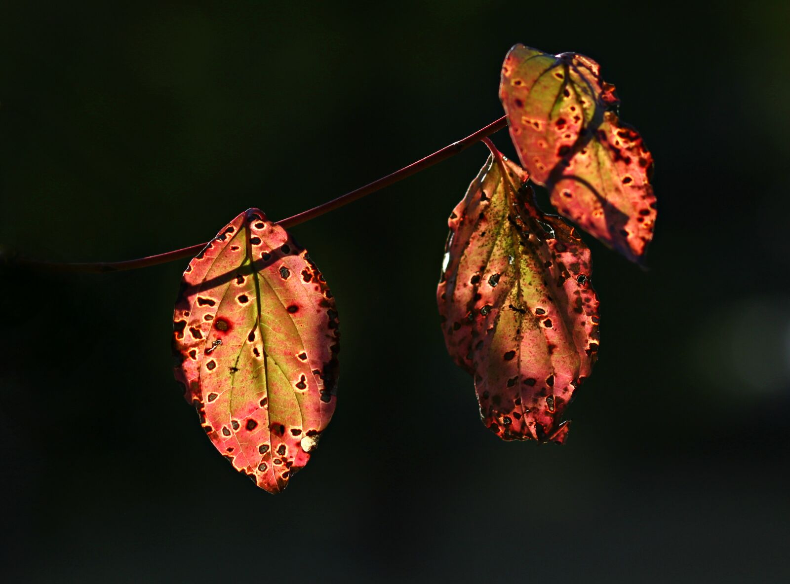 Canon EF 85mm F1.8 USM sample photo. Leaves, red, yellow photography